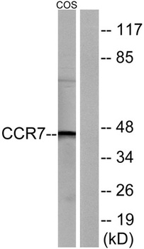 CKR-7 rabbit pAb