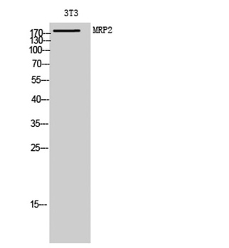 MRP2 rabbit pAb Antibody