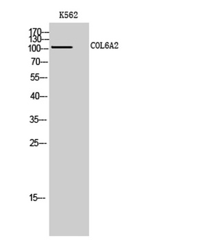 COL6A2 rabbit pAb Antibody