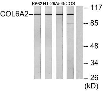 COL6A2 rabbit pAb Antibody