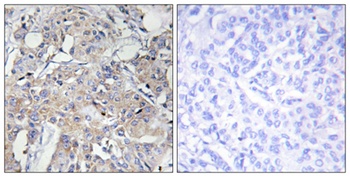 COL6A3 rabbit pAb Antibody
