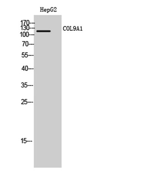 COL9A1 rabbit pAb Antibody