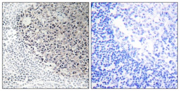 COL9A3 rabbit pAb Antibody