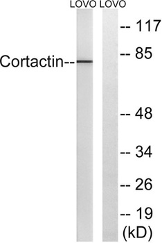 Cortactin rabbit pAb Antibody