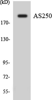 COX5b rabbit pAb Antibody