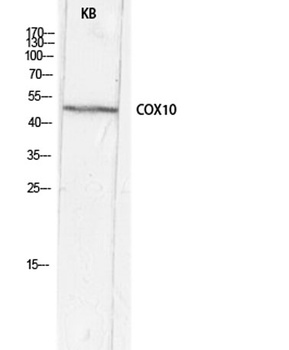 COX10 rabbit pAb Antibody