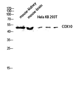 COX10 rabbit pAb Antibody