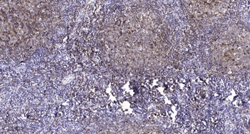 Claudin-4 (phospho Tyr208) rabbit pAb Antibody