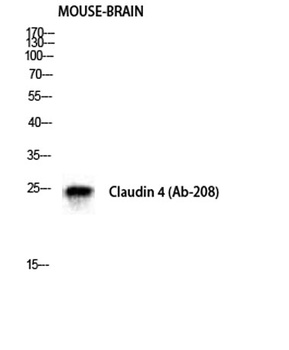 Claudin-4 rabbit pAb Antibody