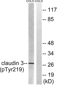 Claudin-3 (phospho Tyr219) rabbit pAb Antibody