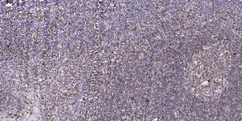 Claudin-3 (phospho Tyr219) rabbit pAb Antibody