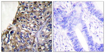 Claudin-7 rabbit pAb Antibody