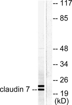 Claudin-7 rabbit pAb Antibody
