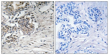 Claudin-7 rabbit pAb Antibody