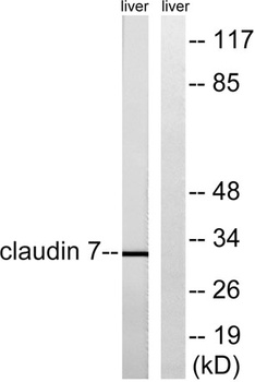 Claudin-7 rabbit pAb Antibody