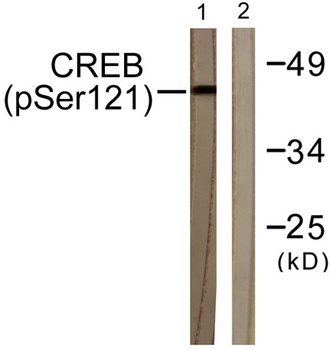 CREB-1 (phospho Ser121) rabbit pAb Antibody