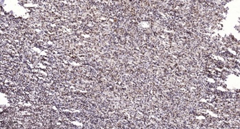 CREB-1 (phospho Ser121) rabbit pAb Antibody