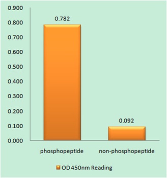 CREB-1 (phospho Thr100) rabbit pAb Antibody