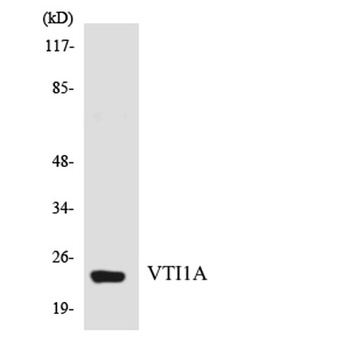 v-SNARE Vti1a rabbit pAb Antibody