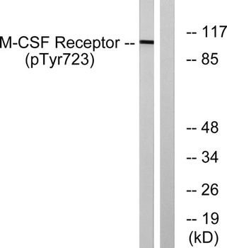 c-Fms (phospho Tyr723) rabbit pAb