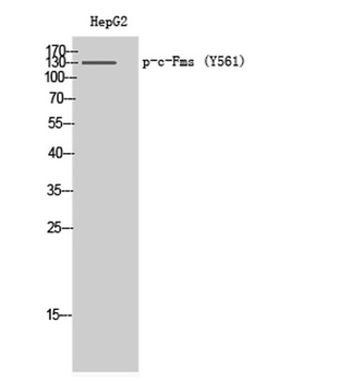 c-Fms (phospho Tyr561) rabbit pAb