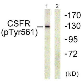 c-Fms (phospho Tyr561) rabbit pAb