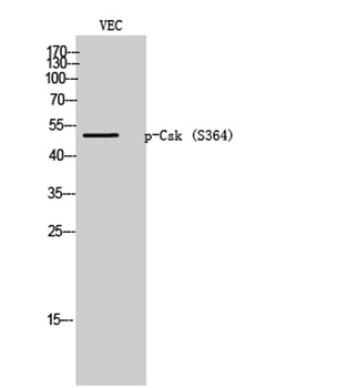 Csk (phospho Ser364) rabbit pAb Antibody