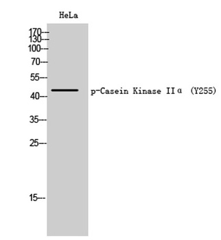 Casein Kinase IIα (phospho Tyr255) rabbit pAb Antibody