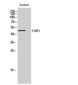 CtBP1 rabbit pAb Antibody