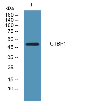 CtBP1 rabbit pAb Antibody