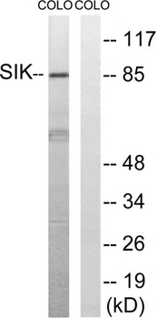 SIK1 rabbit pAb Antibody