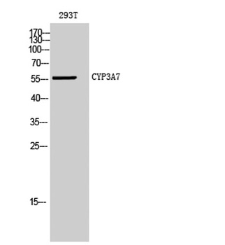 CYP3A7 rabbit pAb Antibody