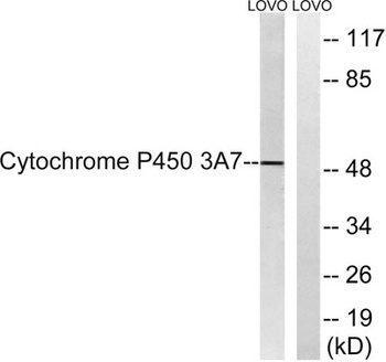 CYP3A7 rabbit pAb Antibody
