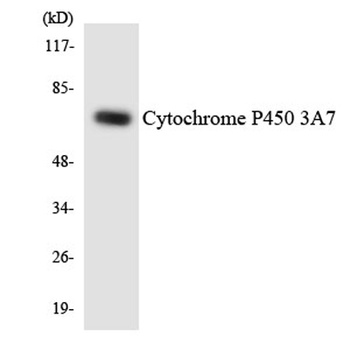 CYP3A7 rabbit pAb Antibody