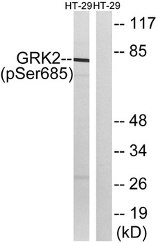 GRK 2 (phospho Ser685) rabbit pAb Antibody