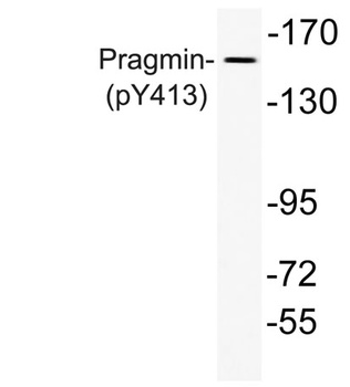 Pragmin (phospho Tyr413) rabbit pAb Antibody