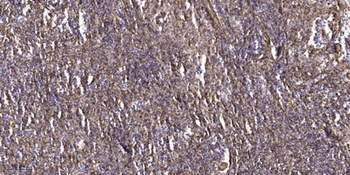 Pragmin (phospho Tyr413) rabbit pAb Antibody