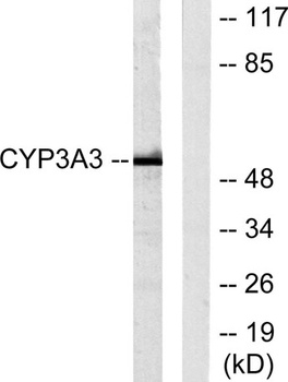 CYP3A4/5 rabbit pAb Antibody