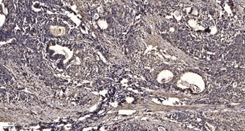 CYP3A4/5 rabbit pAb Antibody