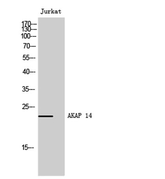 AKAP 14 rabbit pAb Antibody