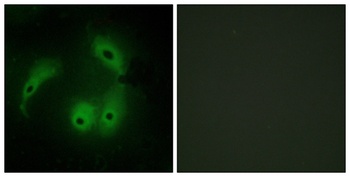 AKAP 14 rabbit pAb Antibody