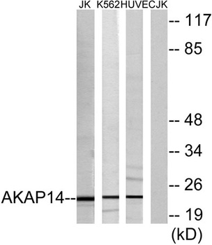 AKAP 14 rabbit pAb Antibody