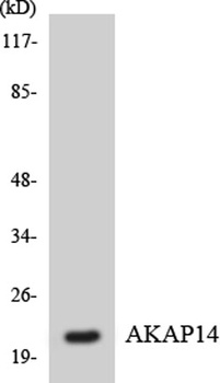 AKAP 14 rabbit pAb Antibody