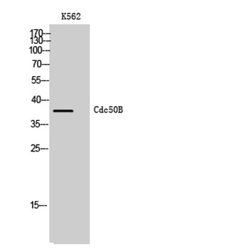 Cdc50B rabbit pAb Antibody