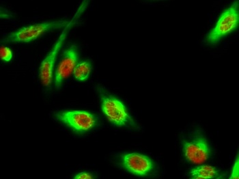DAPK3 (phospho Thr265) rabbit pAb Antibody