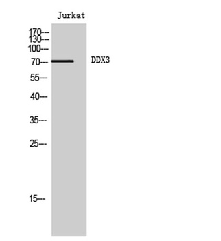 DDX3 rabbit pAb Antibody