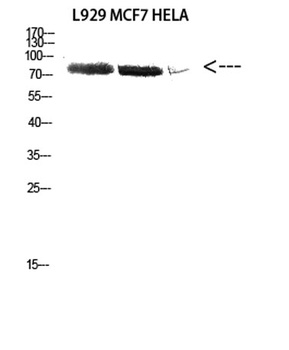 DDX3 rabbit pAb Antibody