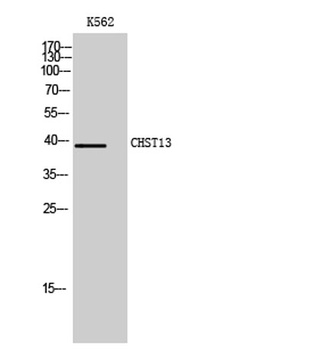 CHST13 rabbit pAb Antibody
