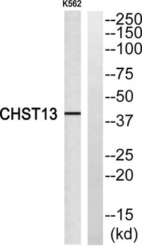 CHST13 rabbit pAb Antibody