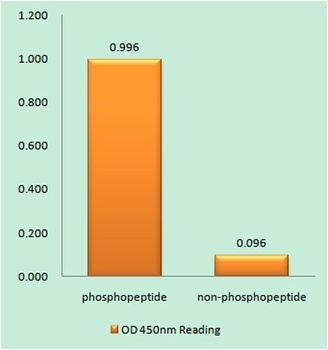 Desmin (phospho Ser60) rabbit pAb Antibody